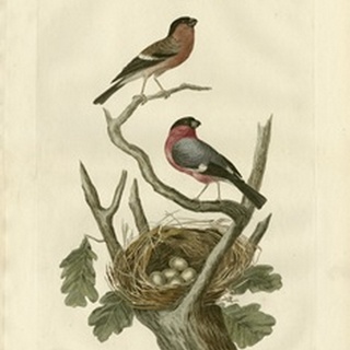 Nozeman Birds and Nests I