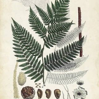 Collected Ferns IV