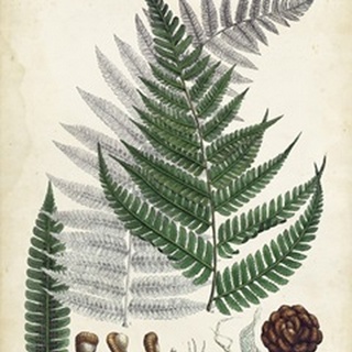 Collected Ferns II