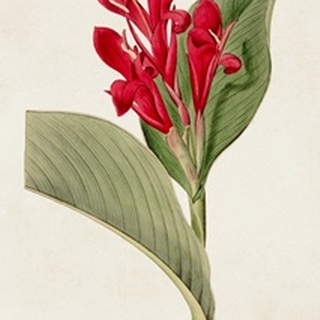 Flora of the Tropics IV