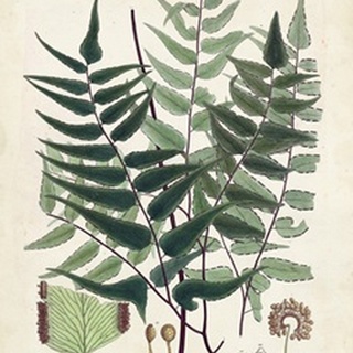Collected Ferns VII