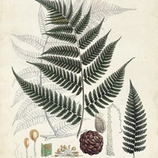 Collected Ferns VI