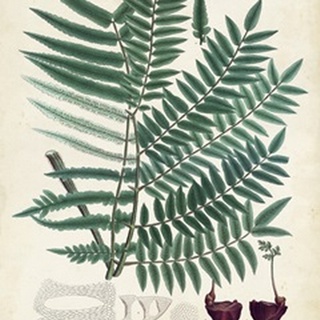 Collected Ferns VIII