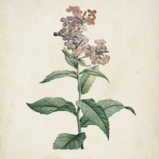 Traditional Botanical II