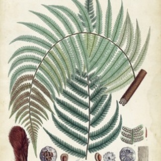 Collected Ferns I