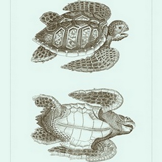 Loggerhead Turtles I