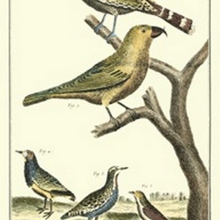 Martinet Bird Family II