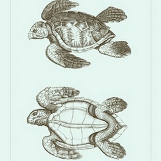 Loggerhead Turtles II