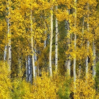 Yellow Woods II