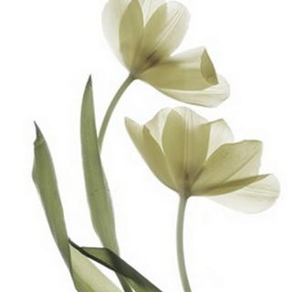 Xray Tulip I