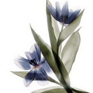 Xray Tulip VI