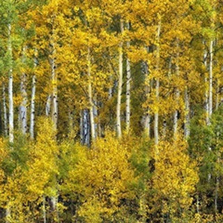 Yellow Woods III