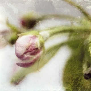 Apple Blossom III
