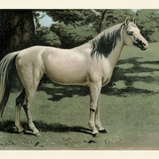 Cassell's Horse I