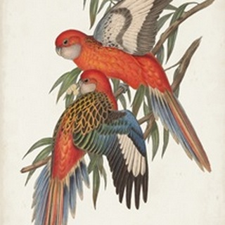 Tropical Parrots I