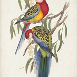 Tropical Parrots IV