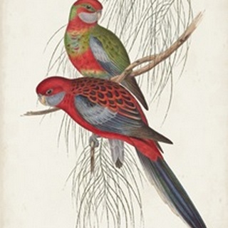 Tropical Parrots III