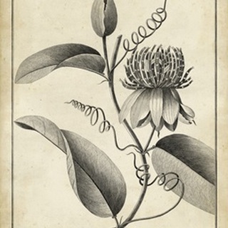 Passiflora V