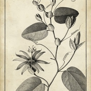 Passiflora VI