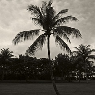 Palms at Night II