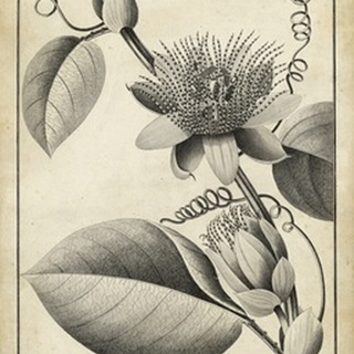 Passiflora IV