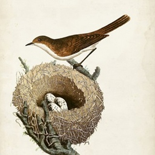 Lesser White-Throat and Nest