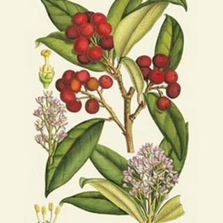 Crimson Berries I