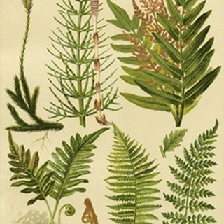 Fern Collection II