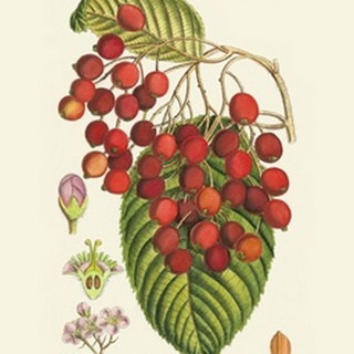 Crimson Berries II