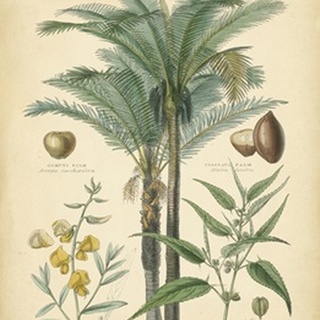 Fruitful Palm I