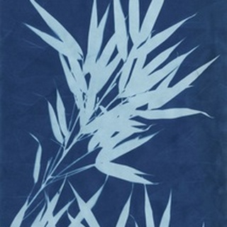 Cyanotype No.1