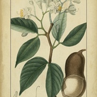 Vintage Turpin Botanical I