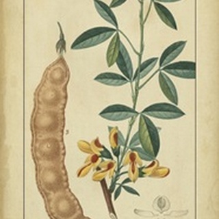 Vintage Turpin Botanical VIII