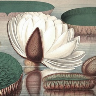 Vintage Water Lily I