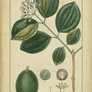 Vintage Turpin Botanical III