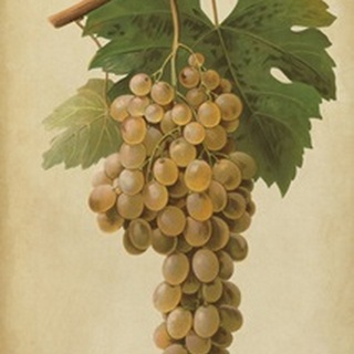 Vintage Vines II