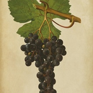 Vintage Vines IV
