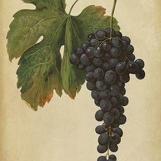 Vintage Vines I