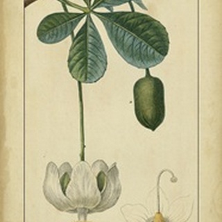 Vintage Turpin Botanical II