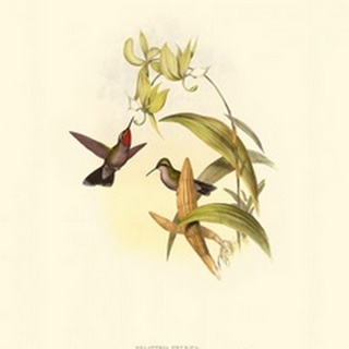 Small Gould Hummingbird IV