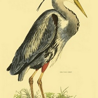 Small Great Blue Heron