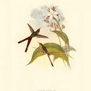 Small Gould Hummingbird III