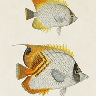 Yellow & Grey Fish I