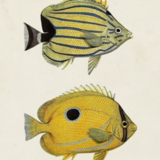 Yellow & Grey Fish III