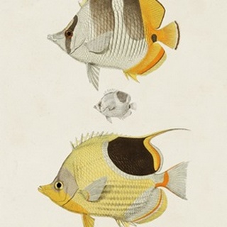 Yellow & Grey Fish II