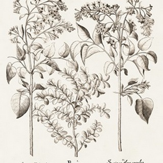 Sepia Besler Botanicals I