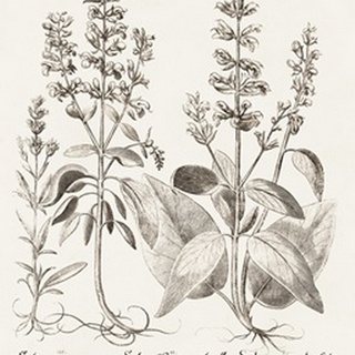 Sepia Besler Botanicals III