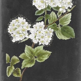 Dramatic White Flowers II