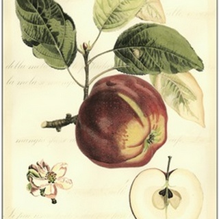 Printed Tuscan Fruits I