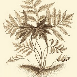 Sepia Munting Foliage IV